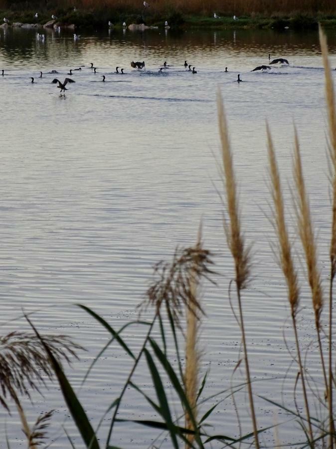 Les Rives Du Lac Le Grau-du-Roi Εξωτερικό φωτογραφία